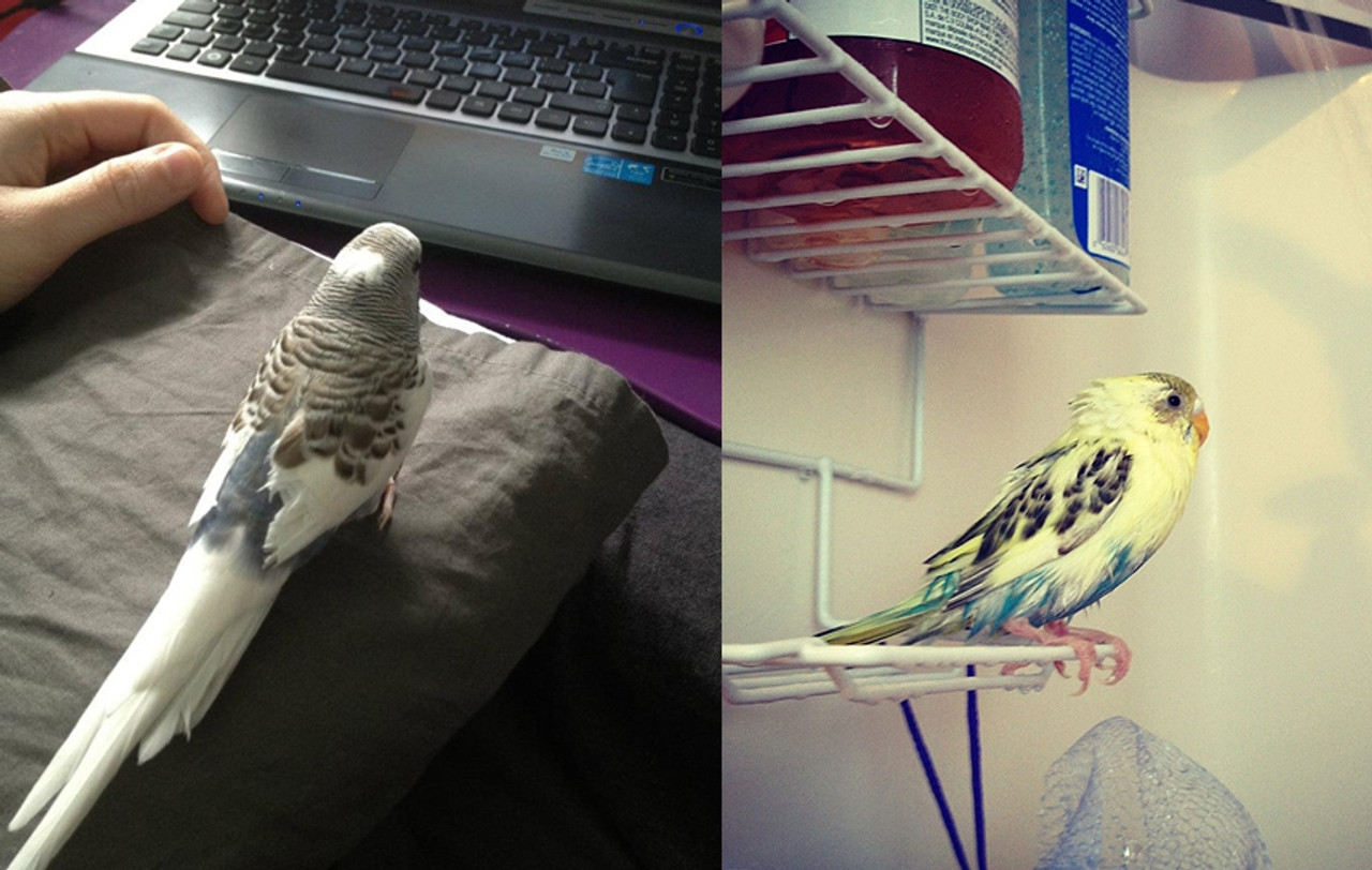 Frigo and Benny, two very beautiful budgies